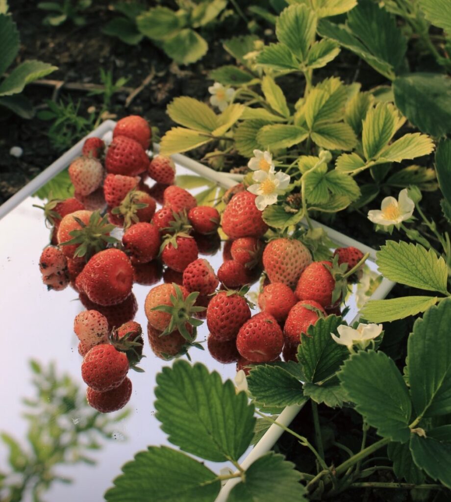 Strawberry Face Mask DIY